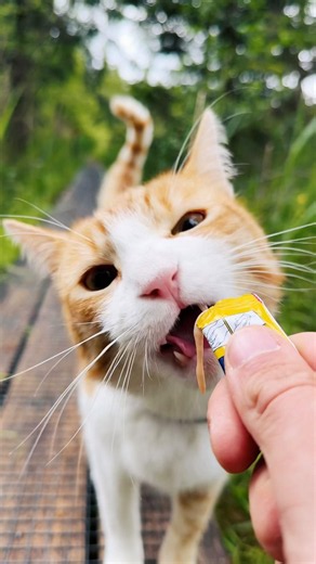 Meow meow nomnomnom