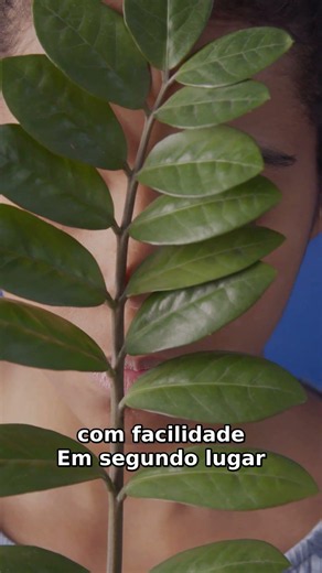 Plantas Incríveis: 3 que se Cuidam Sozinhas e Purificam o Ar!