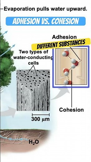 Adhesion vs. cohesion #biology #science see full lecture 💧 🌳