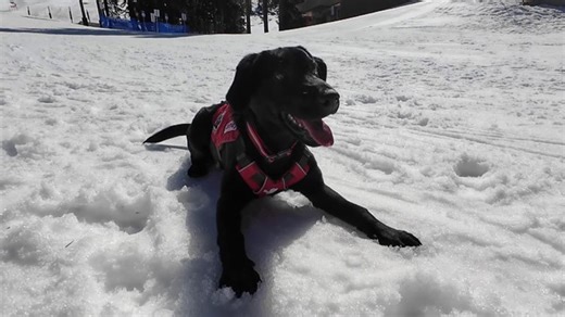 Heroes of the slopes: Avalanche dogs in training at Stevens Pass | Haystack News