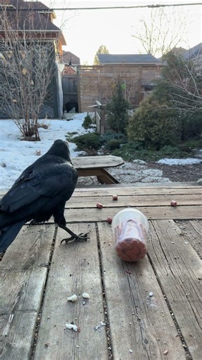 Raven eating hot dogs (after taking 7 eggs) #raven #birds #wildlife