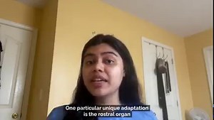 Coelacanth fishes were once thought to have been extinct for nearly 70 million years, but in the 1930s, they were found to still be swimming in the ocean! Learn about the unique adaptations of these endangered fishes with KU graduate student and museum employee, Joy. You can also try out the coelacanth connect-the-dots activity she created especially for Discovery Day! | KU Natural History Museum | Facebook