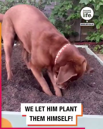 This pooch just adores his pumpkins 🐶 | Lessons Learned In Life