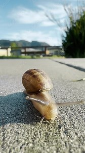 Vertical video. A detailed view of a snail slowly crawling along a road, showcasing its spiral shell and slimy body. The snail moves at a leisurely pace, leaving a trail of mucus behind it.
