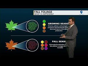 Ep 34: Capping Inversion, Fall Foliage