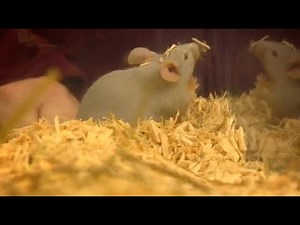 How Clean Is Your House s05e05 WS PDTV XviD CCC