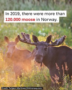 224K views · 5.6K reactions | Say Moooose! Moose adventures in Norway. | Visit Norway | Facebook