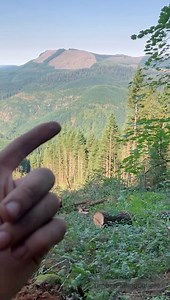 23K views · 243 reactions | Timberfalling: SUSTAINABLE Logging Explained By Industry Laborer #timberfallingcouple #timber #timberfaller #timberfalling #logging #chainsaw #stihlchainsaw #stihl #bluecollar #treesurgery #lumber #fyp #pnw #timberland #trees #woodwork #woodcraft #woodsmen #womenshealth #womenintimber #westcoastfaller #chainsawman | Timber Falling Couple | Facebook