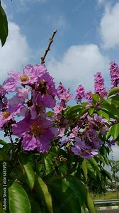Bungur flower or Lagerstroemia speciosa bloom vibrantly against a clear blue sky, surrounded by lush green leaves, capturing the essence of a sunny day.