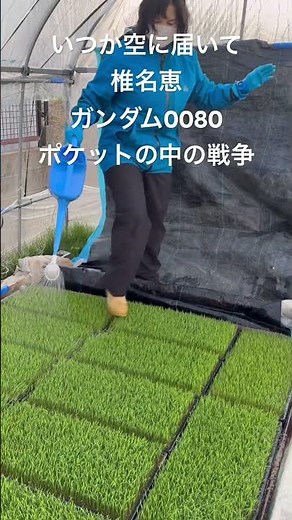 [Seedling Cultivation] I added fertilizer to the seedlings: HB101 and Kokkorin Micron.