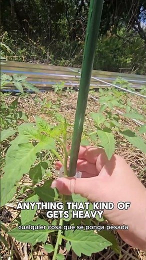 Simple Way to Hold Your Tomato Plants Up! 🍅 #gardeningtips #tomatoplant #gardenlife #vegetablegarden