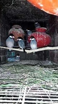 Java Finch Colonies🐣 #birds #lovebirdsfarming #lovebirds #breedingpair #beauty #birdsounds #lovesign