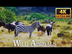 Wild Animals Documentary 4K With Sounds