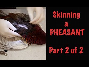 Pheasant Taxidermy...How to skin a Pheasant for Taxidermy. Part 2 of 2. "BODY"