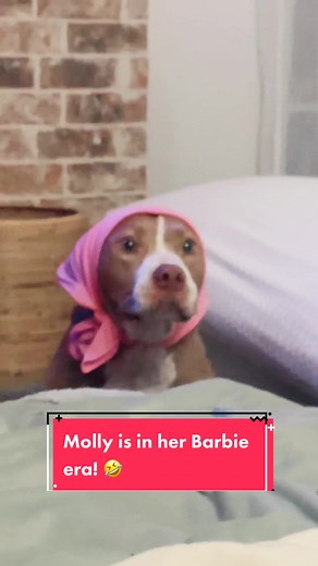 Molly is on week 3 of rest so we try to keep her entertained. She has one more week then she can get back to playing with her sisters. She’s doing really well. Next week we’ll post some celebration videos when she can show off her zoomie skills! 😊😊 #mollysnewlife #dogsarefamilytoo💕 #dogsoftiktokviral ##update #heartwormtreatment #Molly #fypシ