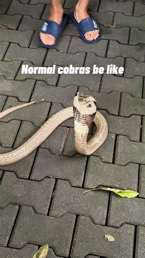 My cobra is broken 🥲