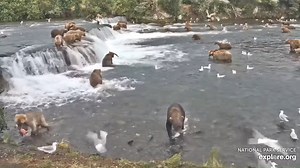 4K views · 298 reactions | Another incredible evening of bear...