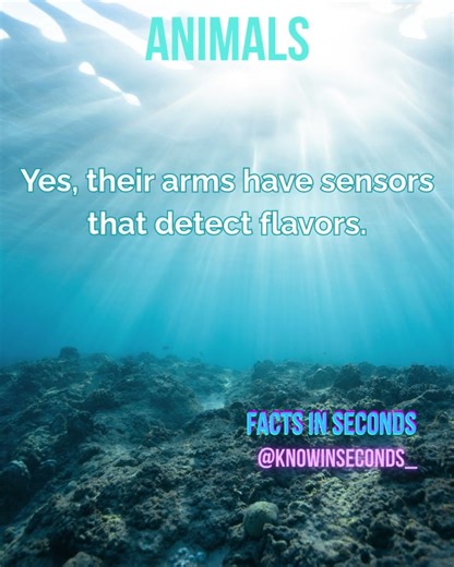 Can octopuses taste with their arms? 🐙