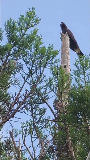 Australian Yellow tailed Black Cockatoo