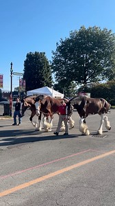 573K views · 9.3K reactions | The Clydesdales are here on opening day of The Big E!  MassLive will have more coverage on all things at the fair, so stay tuned! | MassLive | Facebook