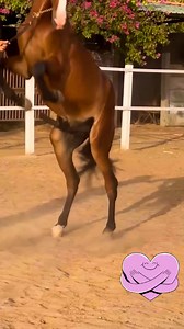 153K views · 396 reactions | Happy mood | animal lover bull meeting | Facebook