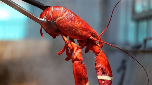 Is boiling a live lobster cruel? Why the debate is heating up
