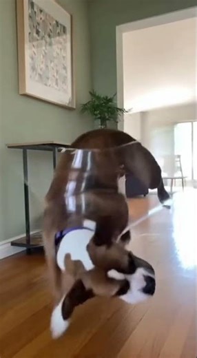 He Didn't See It Coming! 😂 Invisible Challenge #fail #invisiblechallenge #dogchallenge #funnyfail