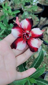 The Beauty of Ferrari and Black Ferrari 🌸🌹💐 | Isabela Adenium - Adenium Flower Farm