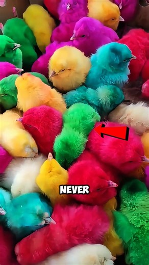 Don’t Buy These Colorful Chicks 😱