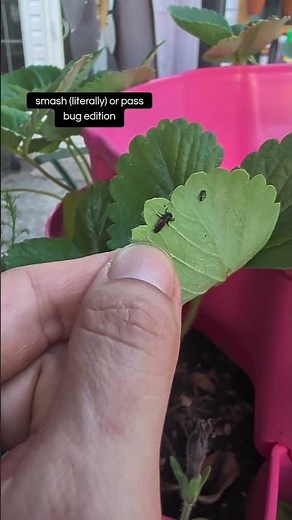 Smash (literally) or pass, bug edition. Do you know what this is? #gardentips