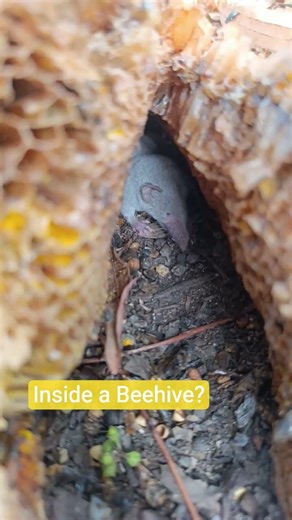 Tiny Shrew🐀 Foraging for Insects Inside a Wild Honeycomb