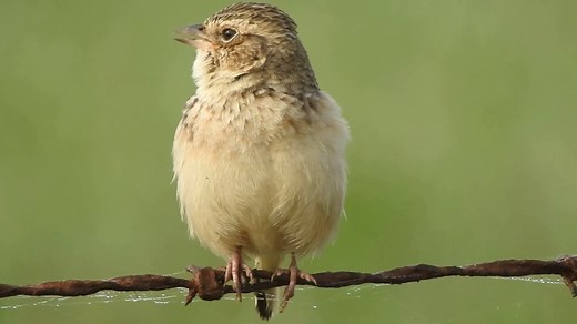 Good morning #Birds & #Nature! Bush lark or Horsfield's bush lark singing (Mirafra javanica) | BIRDS & Nature