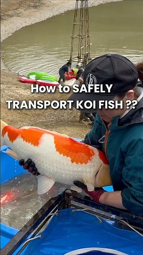 How to SAFELY transport a BIG Koi Fish ??? #koi #koifish #koifarm