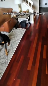 514K views · 27K reactions | Soooo you want a Doberman. Take 3 minutes and see a day in the life of Bruce of rubydoobydo. They don’t come out of the box trained. Without training and exercise, they will be destructive. #bruceofrubydoobydo #brucethedoberman #doberman #dobermann #rubydooby_do #dogsofinstagram #showdogs | Rubydoobydo | Facebook