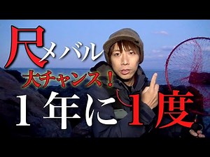 １年に１度だけ干上がる磯で、尺メバル狙ったら一発目から大物が‼︎