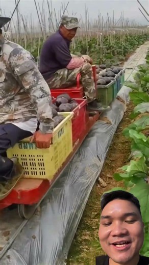 Installing a Rail System for Transporting Agricultural Products #farming