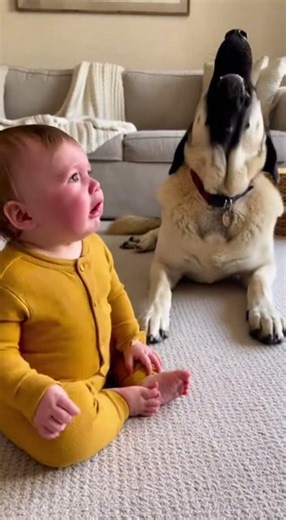 Baby Cries… Then the Anatolian Shepherd Howls! 😂🐶 Heart-Melting Moment