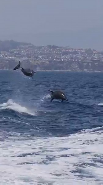 How High Can a Dolphin Really Jump? The Answer Will Shock You.
