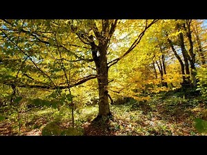 Birdsong in the Autumn Forest, leaf fall and Sounds of Autumn Nature