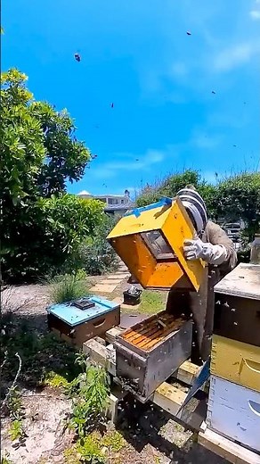 Raw Local Honey from St. Augustine | Behind the Scenes at Bee Augustine Honey Co.