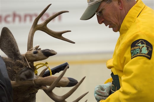 Gladwin becomes 18th Michigan county with CWD in wild deer