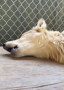 A lazy howl on a hot summer day, our wolf dog ambassadors do not enjoy the heat. Wolves do shed, and they shed a lot, but they do always have a double coat. #howling #wolfdog #hot #summertime | Because We Matter