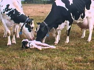 cow calving