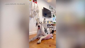 5-year-old Great Dane tries to fit into small bed of 12-pound pooch