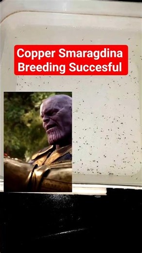 Copper Smaragdina betta fish Fry | தமிழ்