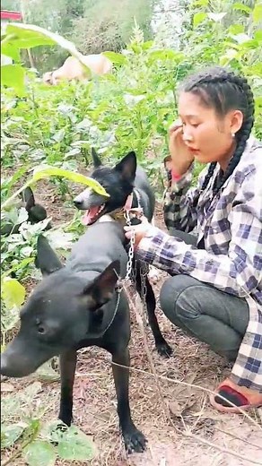 Dogs have time to breed with beautiful women.