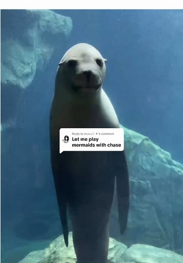 Distinguished Sea Lion at Aquarium of the Pacific