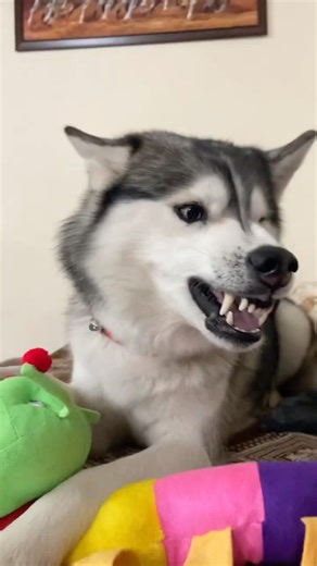 Angry husky comedy 😂 #husky #huskylife #huskydog #dogshorts #petshorts