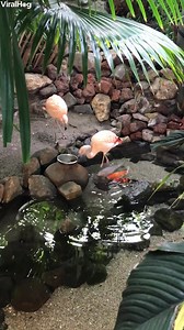 🎵 "Oh, I get by with a little help from my friends"🎵 | ViralHog