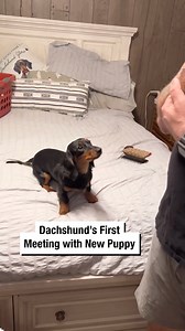 Dachshund's First Meeting with New Puppy | Wrestling News